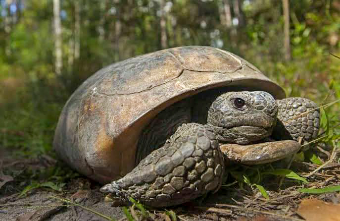 Gopher tortoise near a burrow in Florida