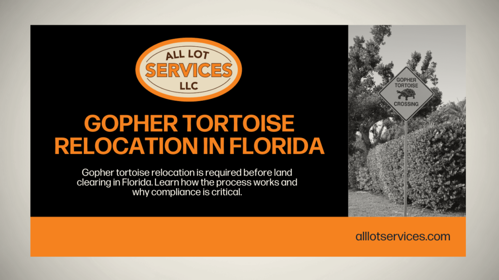 Gopher Tortoise Relocation in Florida