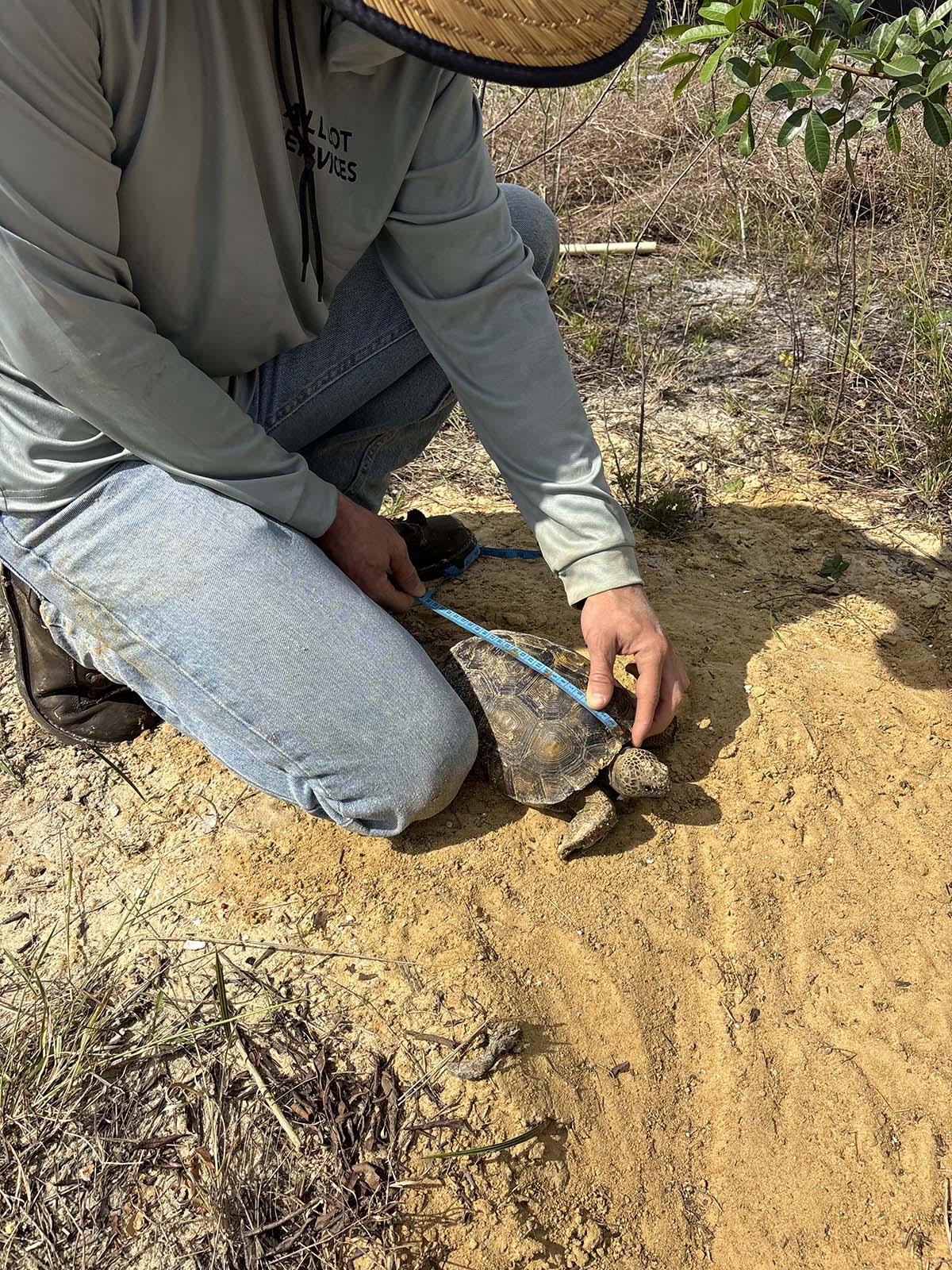 Licensed Gopher Tortoise Removal Relocation Punta Gorda Charlotte Country