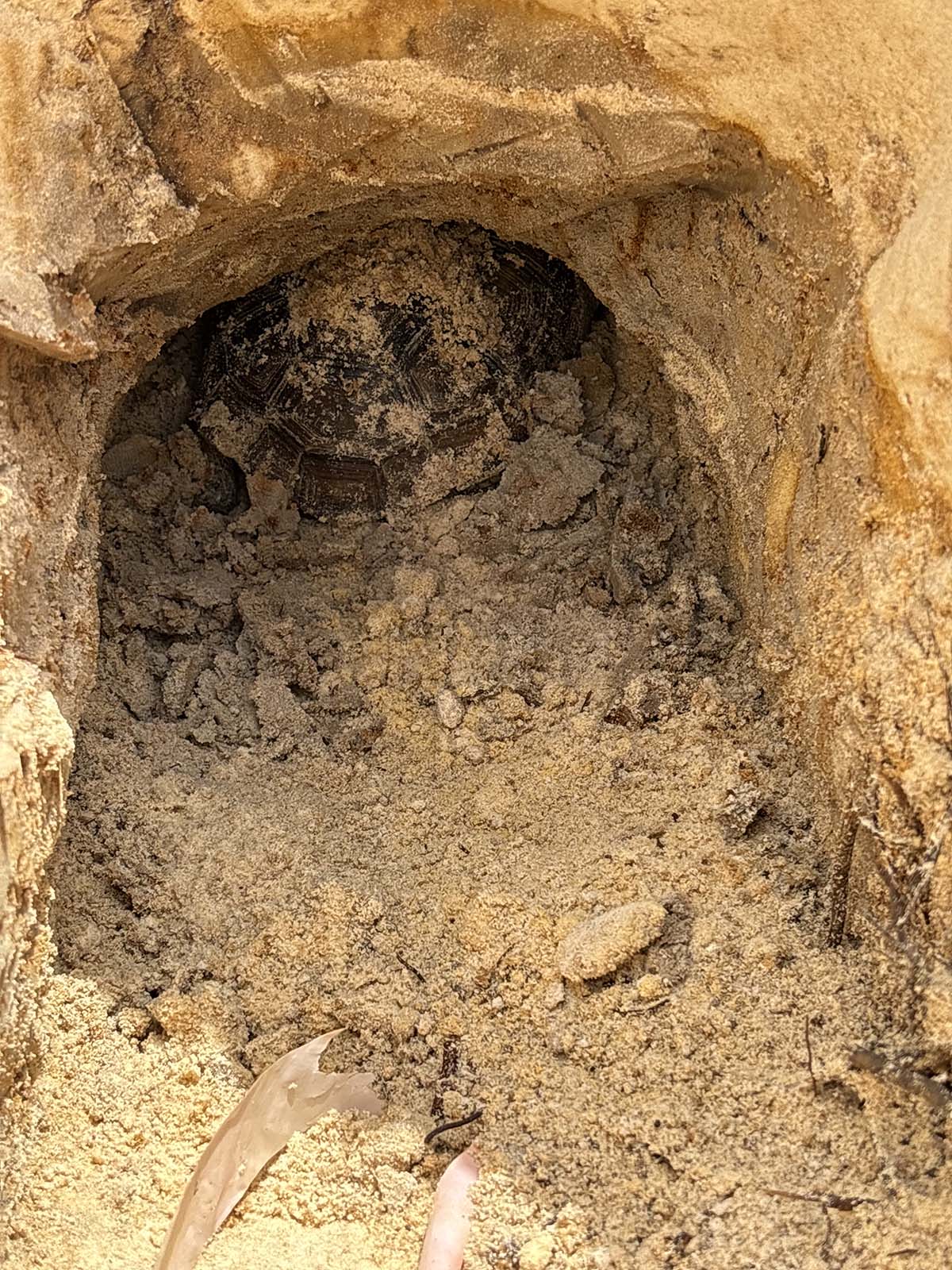 Licensed Gopher Tortoise Removal Relocation Punta Gorda Charlotte Country