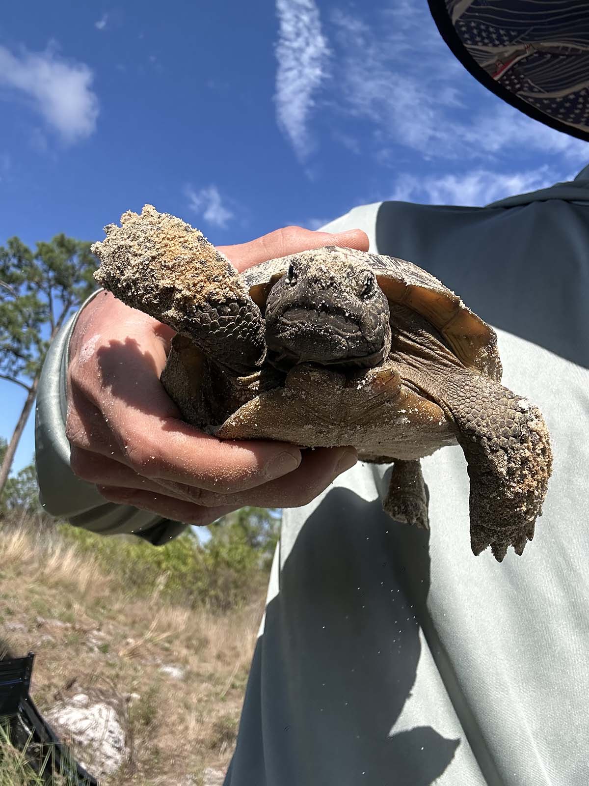 Licensed Gopher Tortoise Removal Relocation Punta Gorda Charlotte Country